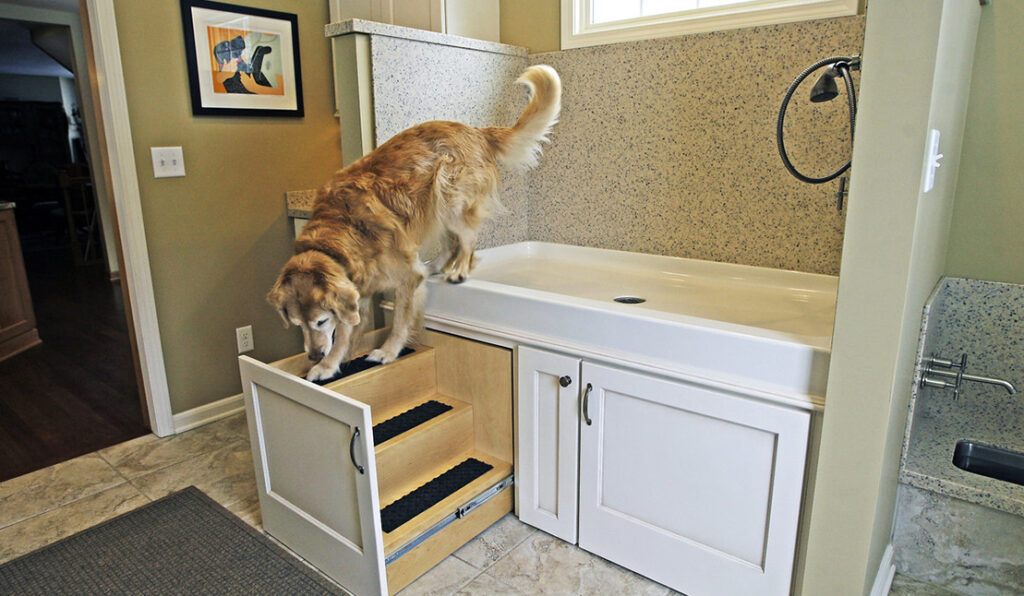 Remodeled laundry room with raised shower space and built-in steps for dog shower. Golden retreiver walking down steps.