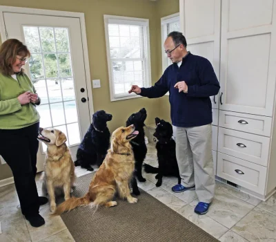 Two people interact with five dogs inside a well-lit room. The dogs are seated, attentively looking at the standing person.