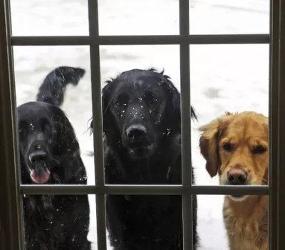 Three wet dogs patiently wait outside a glass door, with a snowy background and icy path visible through the window.